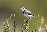 White-fronted Chat